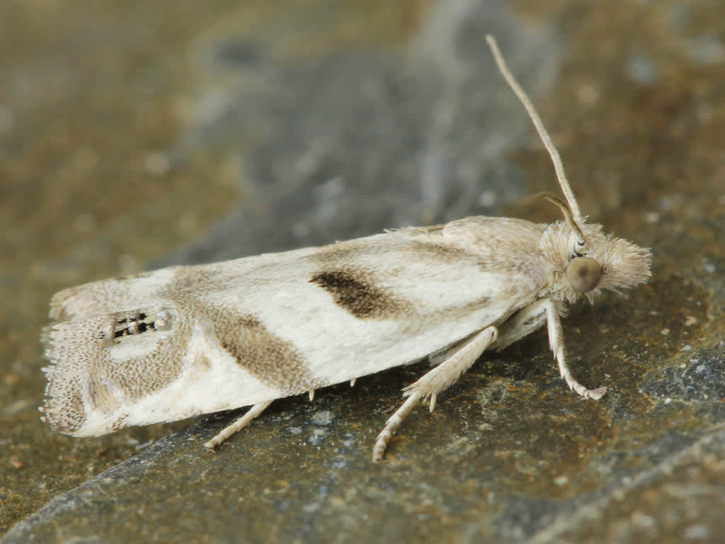 Eyed Bell (Eucosma pupillana) photographed in Kent by D Beadle 