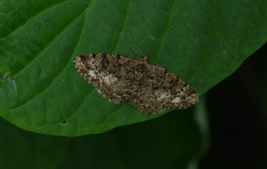 Brindled White-spot (Parectropis similaria) photographed in Kent by Hugh Nightingale 