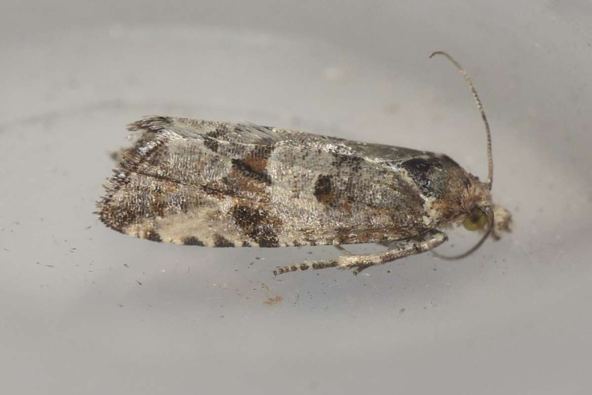 Shore Marble (Lobesia littoralis) photographed in Kent by Gareth Christian 