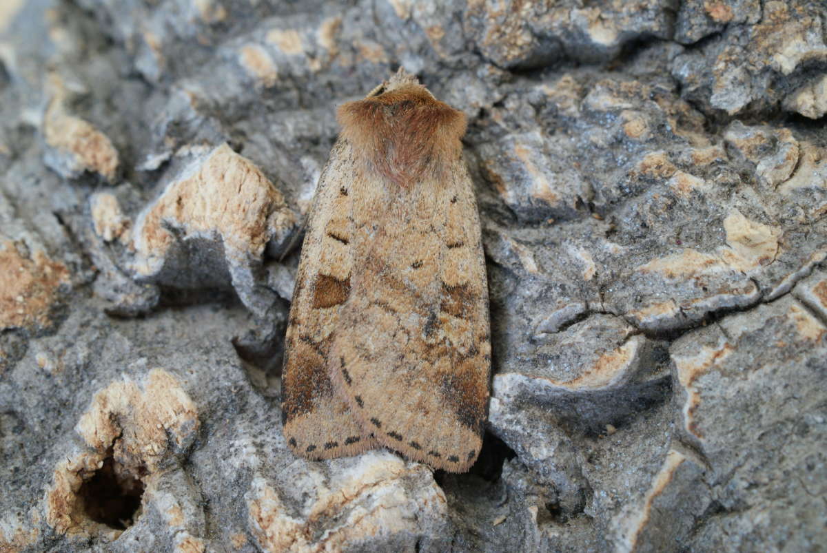 Ingrailed Clay (Diarsia mendica) photographed at Aylesham  by Dave Shenton 