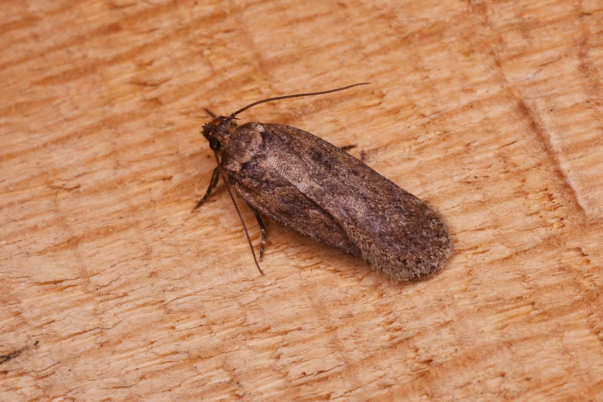 Brown Flat-body (Depressaria badiella) photographed in Kent by Antony Wren