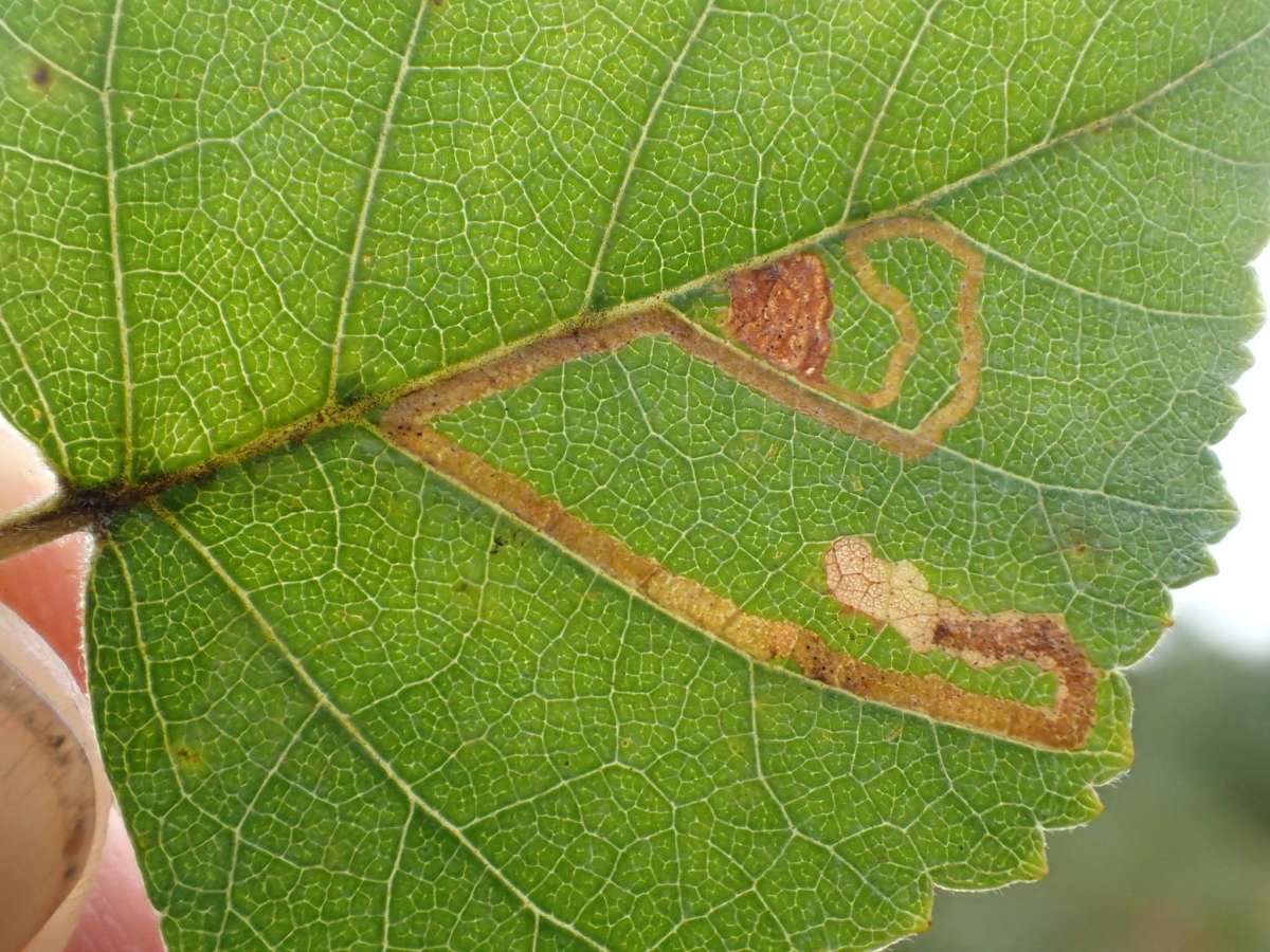 Double-barred Pigmy (Stigmella continuella) photographed in Kent by Dave Shenton 