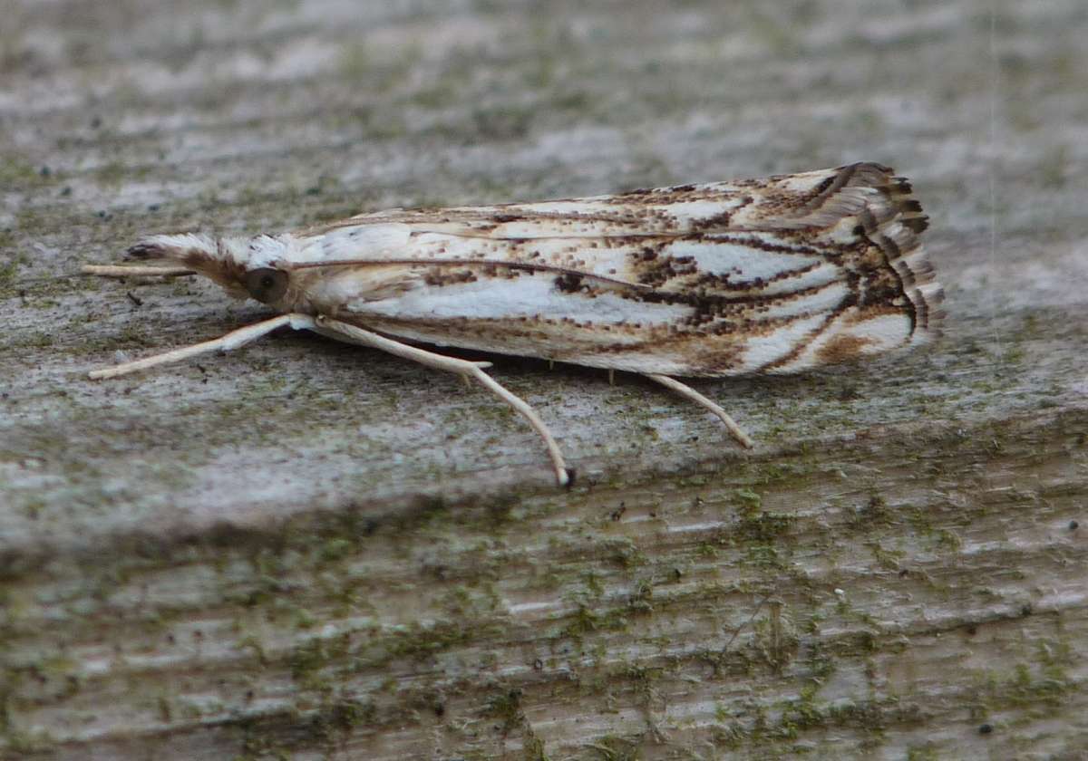 Chequered Grass-veneer (Catoptria falsella) photographed in Kent by Allan Ward