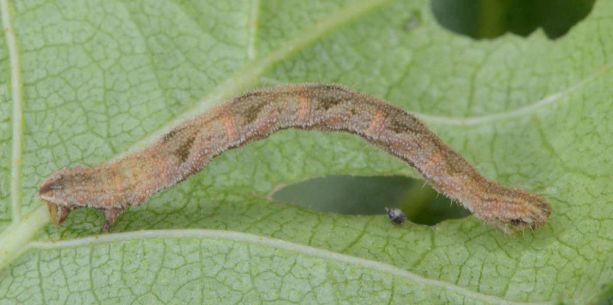 Grey Pug (Eupithecia subfuscata) photographed at Denge Wood by Alan Stubbs 