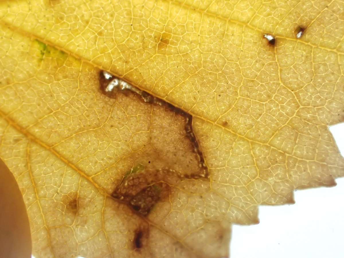 Birch Bent-wing (Bucculatrix demaryella) photographed at Sheppey  by Dave Shenton