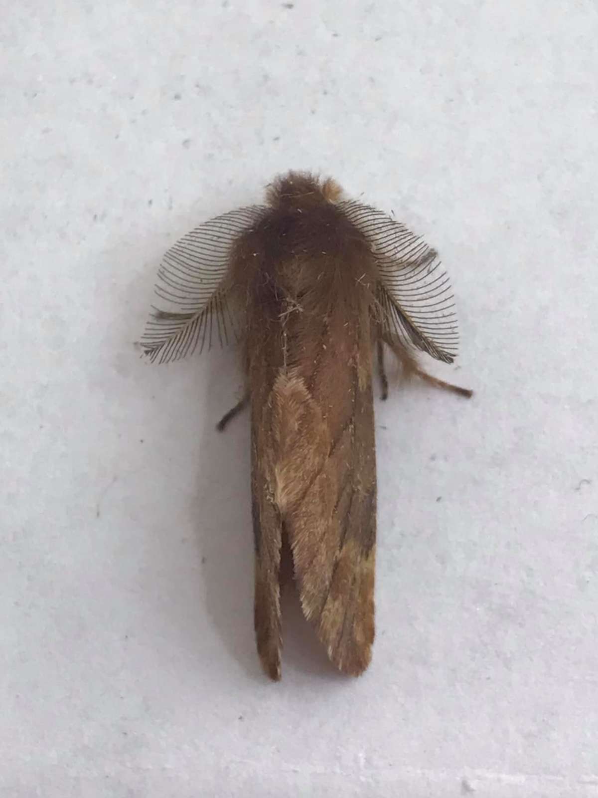 Plumed Prominent (Ptilophora plumigera) photographed in Kent by Andre Farrar