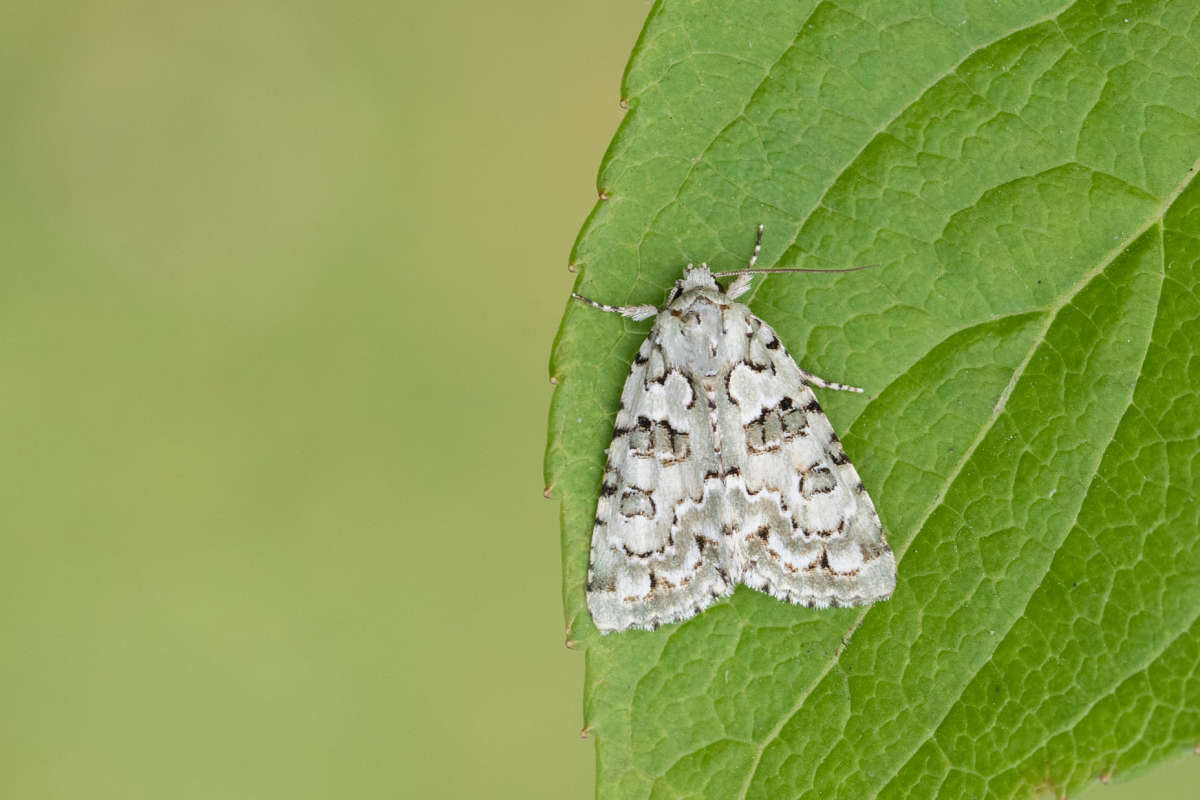 Marbled Green (Nyctobrya muralis) photographed in Kent by Alex Perry