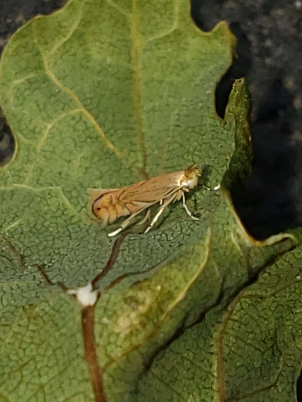 Common Oak Midget (Phyllonorycter quercifoliella) photographed in Kent by Phil Ambler