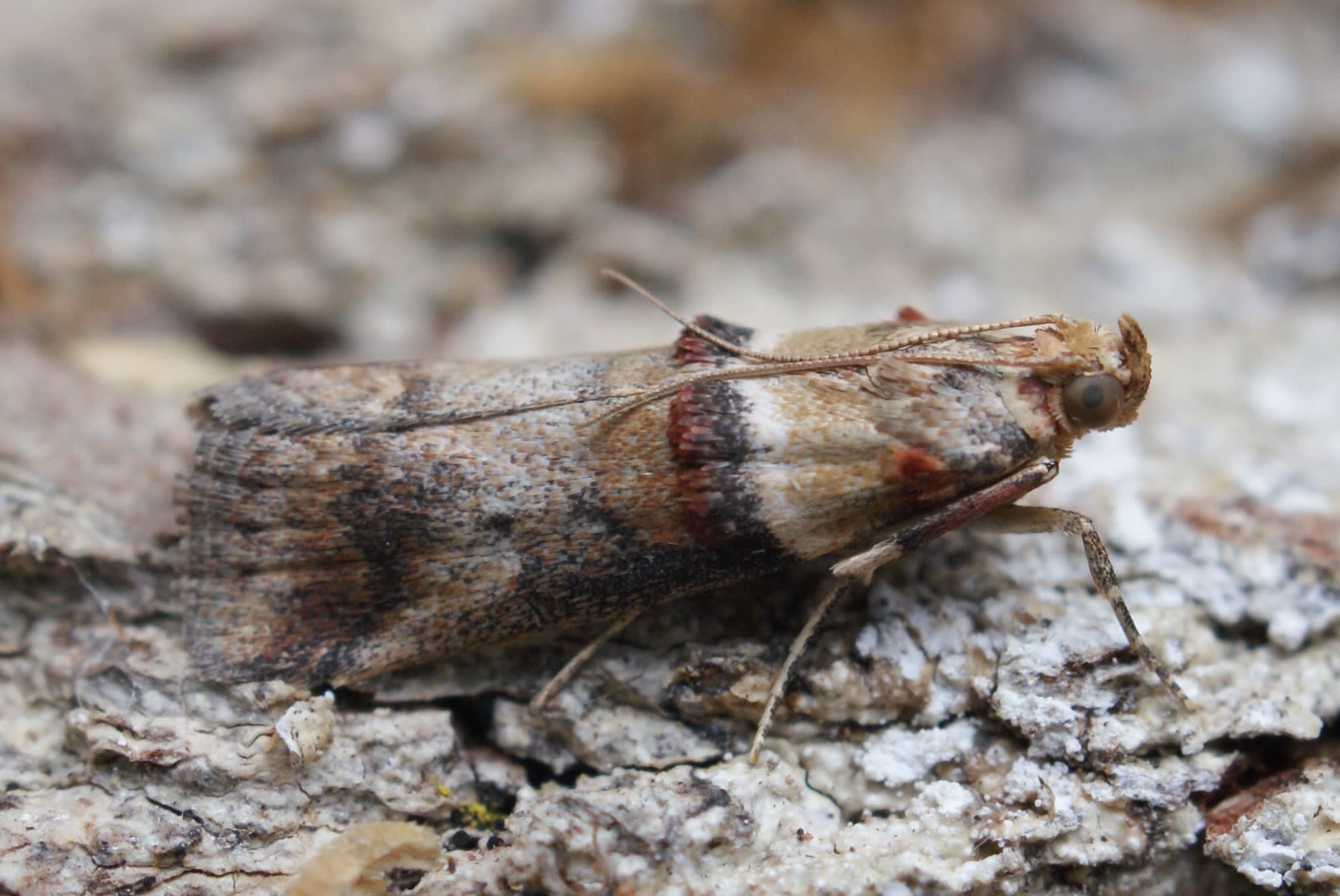 Scarce Oak Knot-horn (Acrobasis tumidana) photographed at Las Descargues, France  by Dave Shenton 