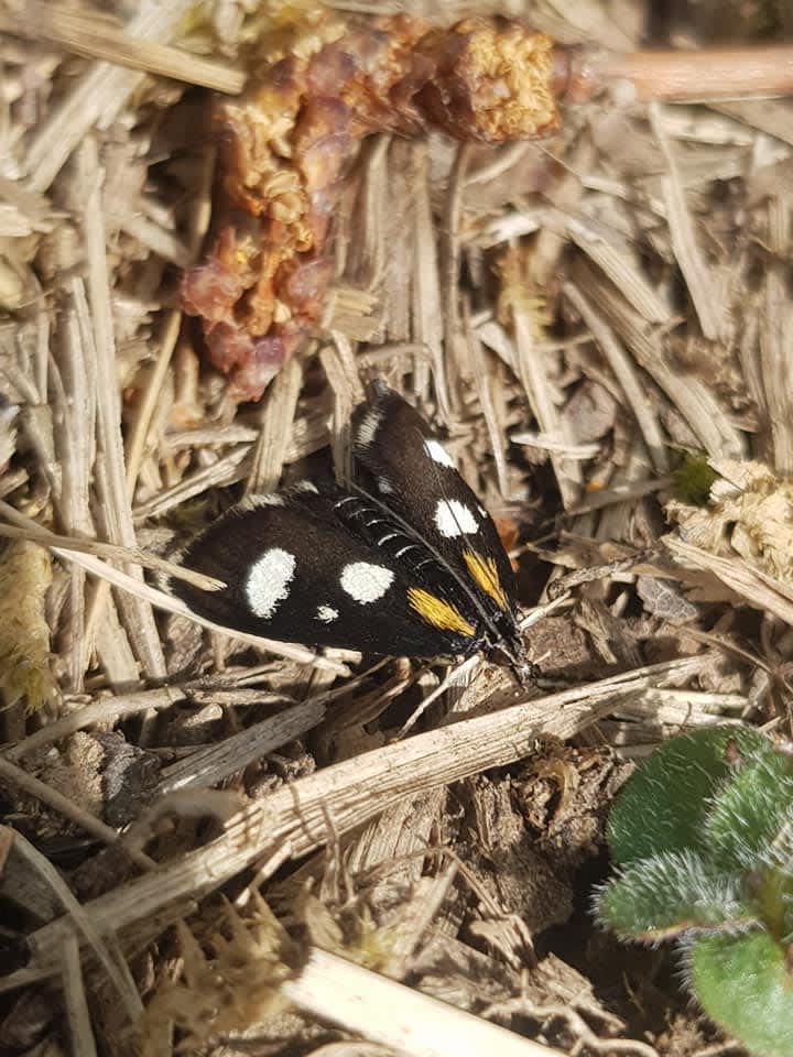 White-spotted Sable (Anania funebris) photographed in Kent by Rebecca Levey