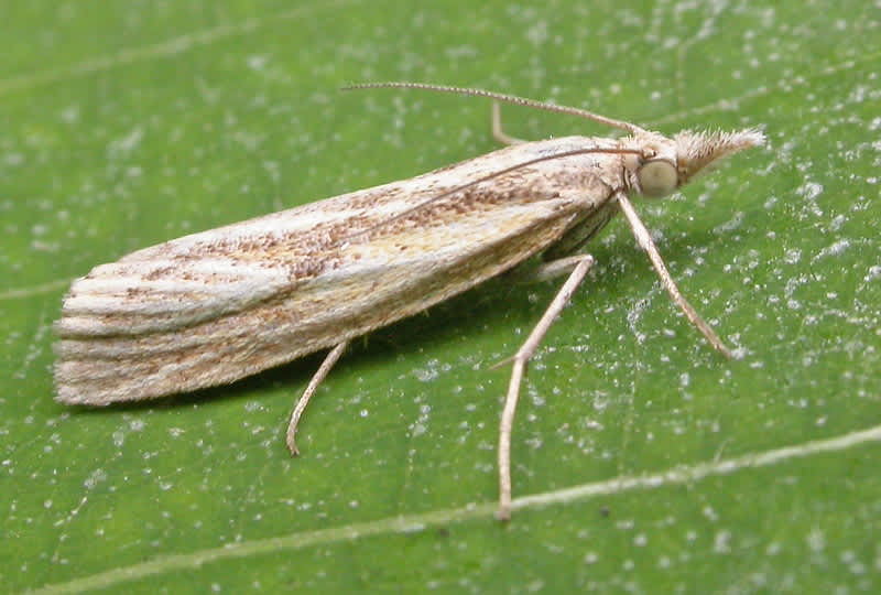 Barred Grass-veneer (Agriphila inquinatella) photographed in Kent by David Beadle 