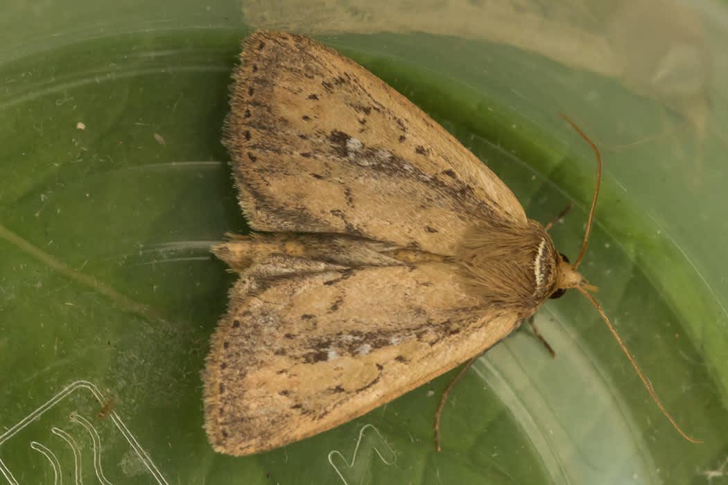 White-mantled Wainscot (Archanara neurica) photographed in Kent by Tony Morris