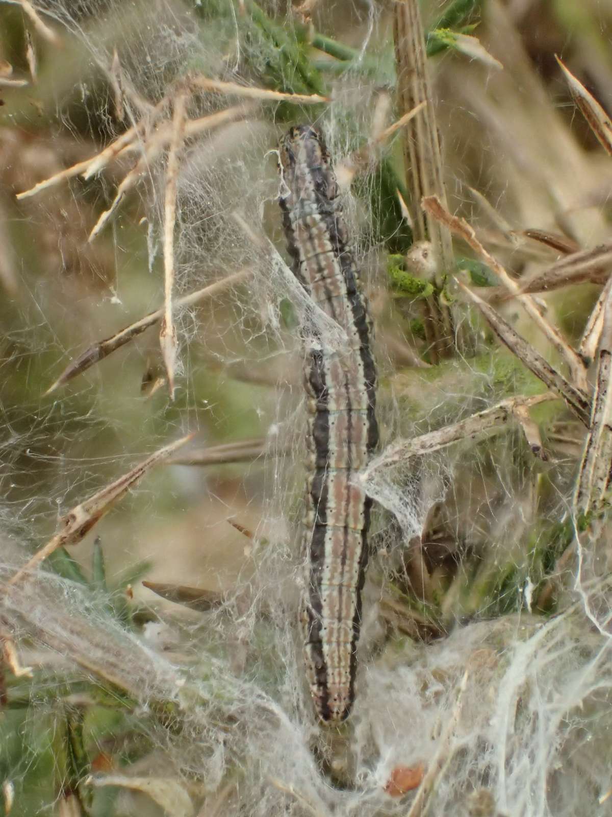 Gorse Knot-horn (Pempelia genistella) photographed at Hothfield Heathlands by Dave Shenton 