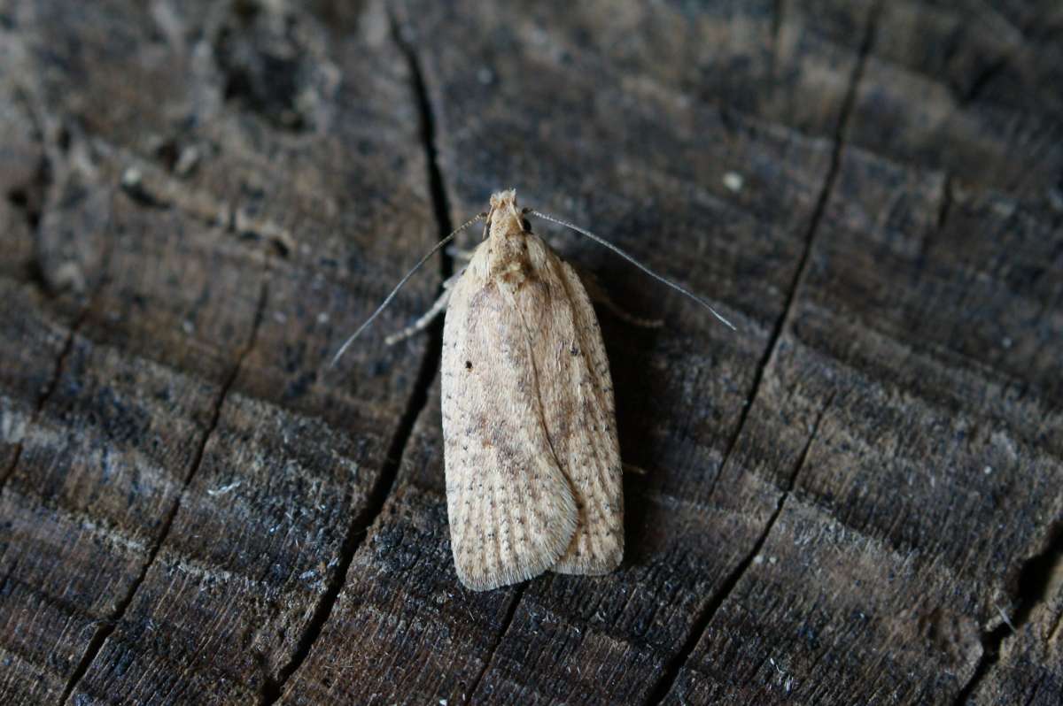 Dusted Flat-body (Agonopterix assimilella) photographed at Covert Wood by Dave Shenton 