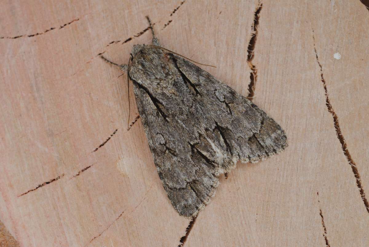 Dark Dagger (Acronicta tridens) photographed in Kent by Antony Wren