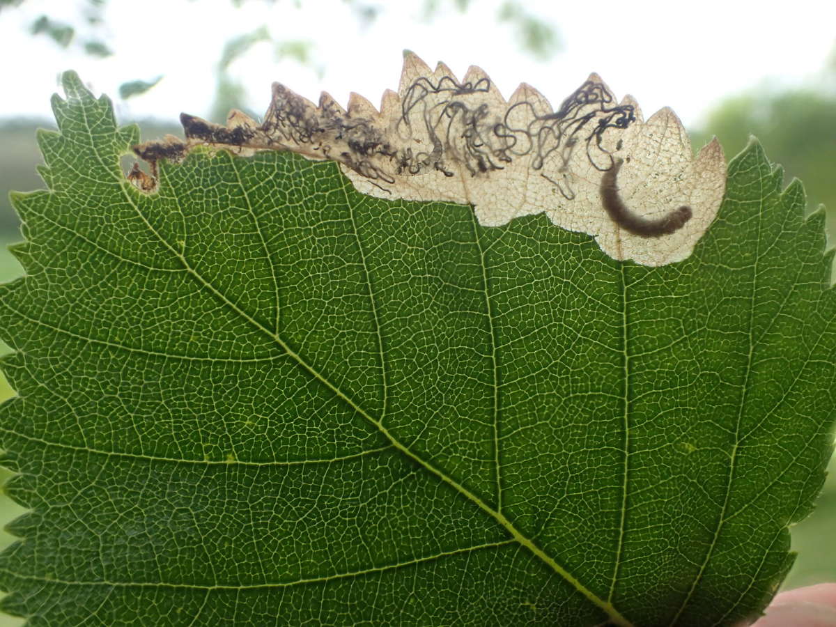 Large Birch Purple (Eriocrania sangii) photographed at Jumping Downs LNR  by Dave Shenton