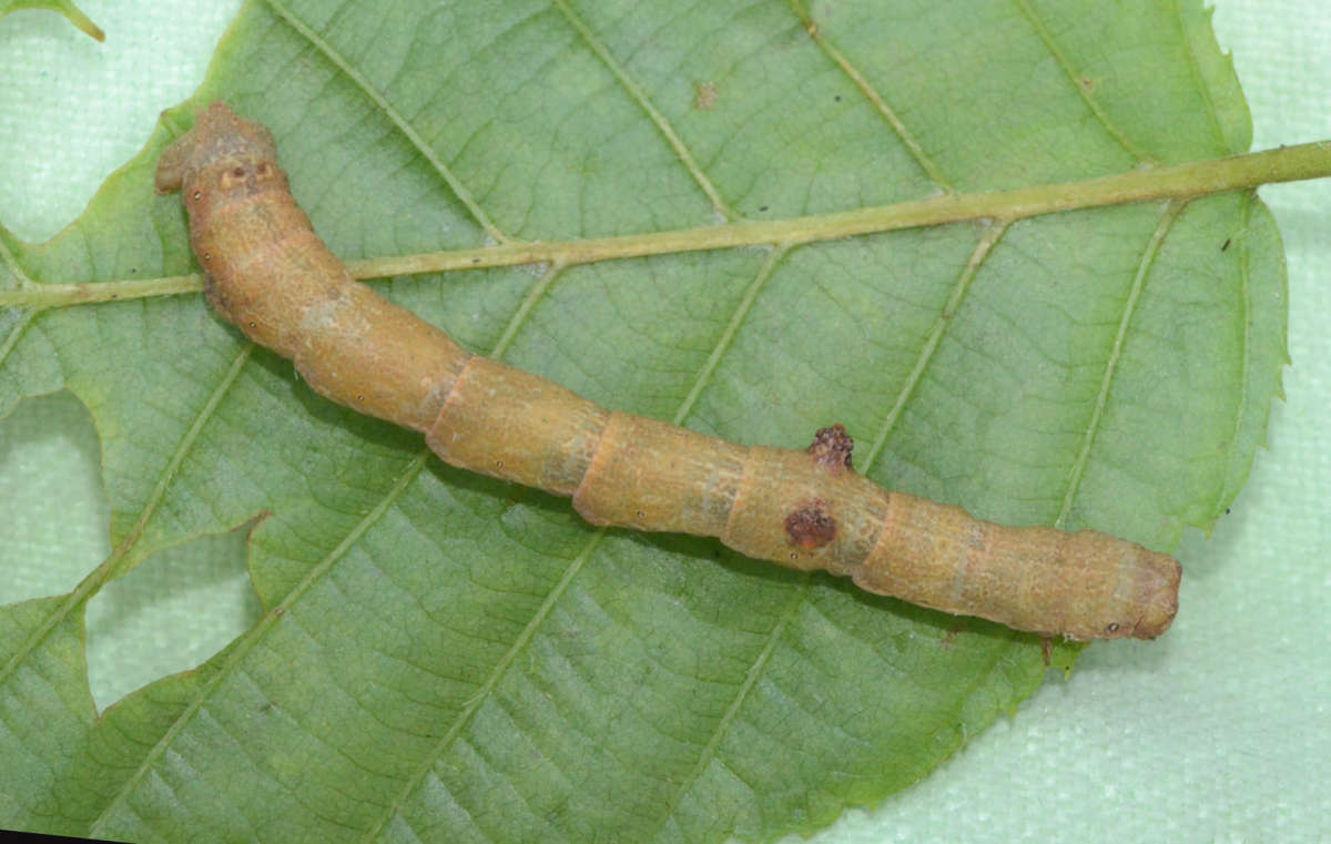 Pale Oak Beauty (Hypomecis punctinalis) photographed in Kent by Alan Stubbs 