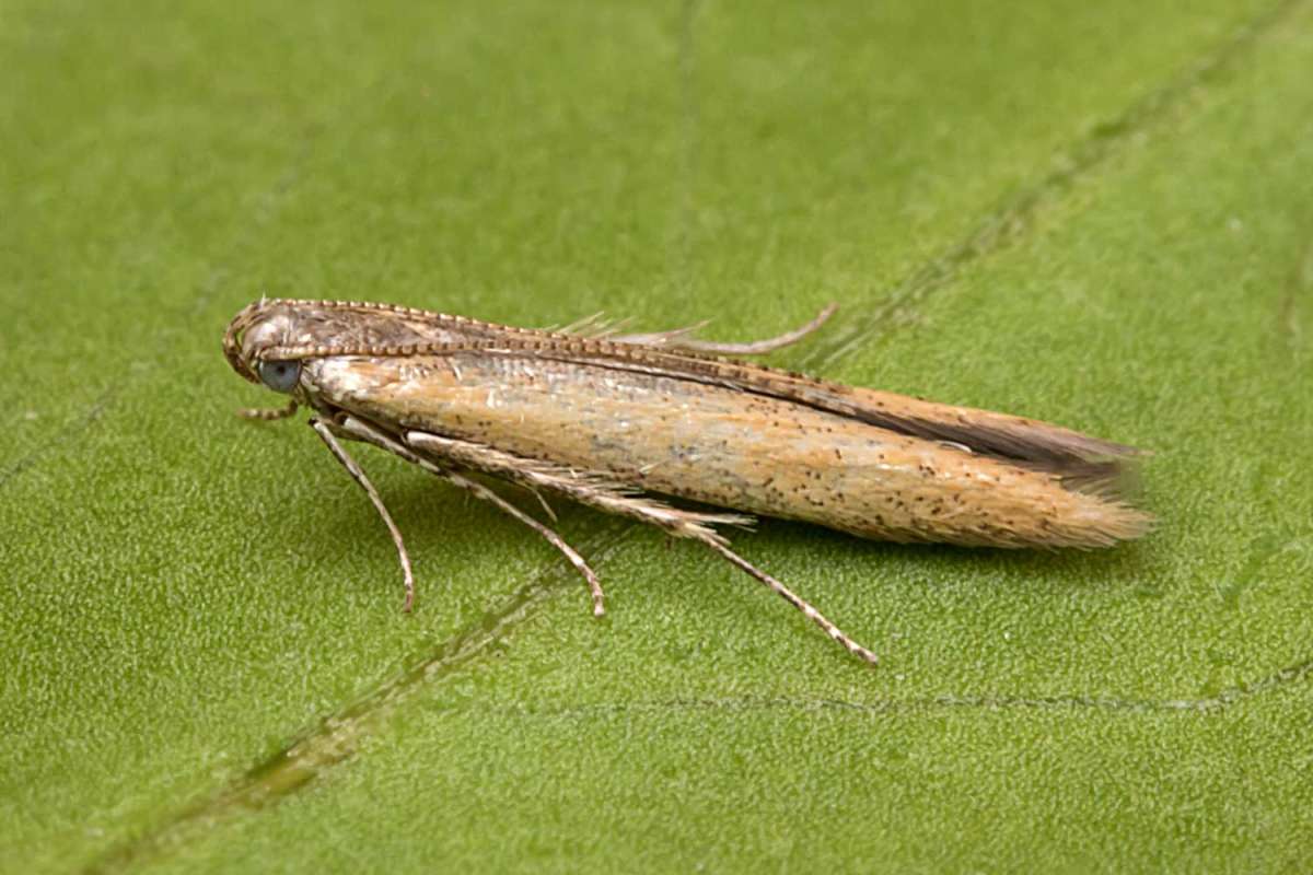 Pine Cosmet (Batrachedra pinicolella) photographed in Kent by Peter Maton 