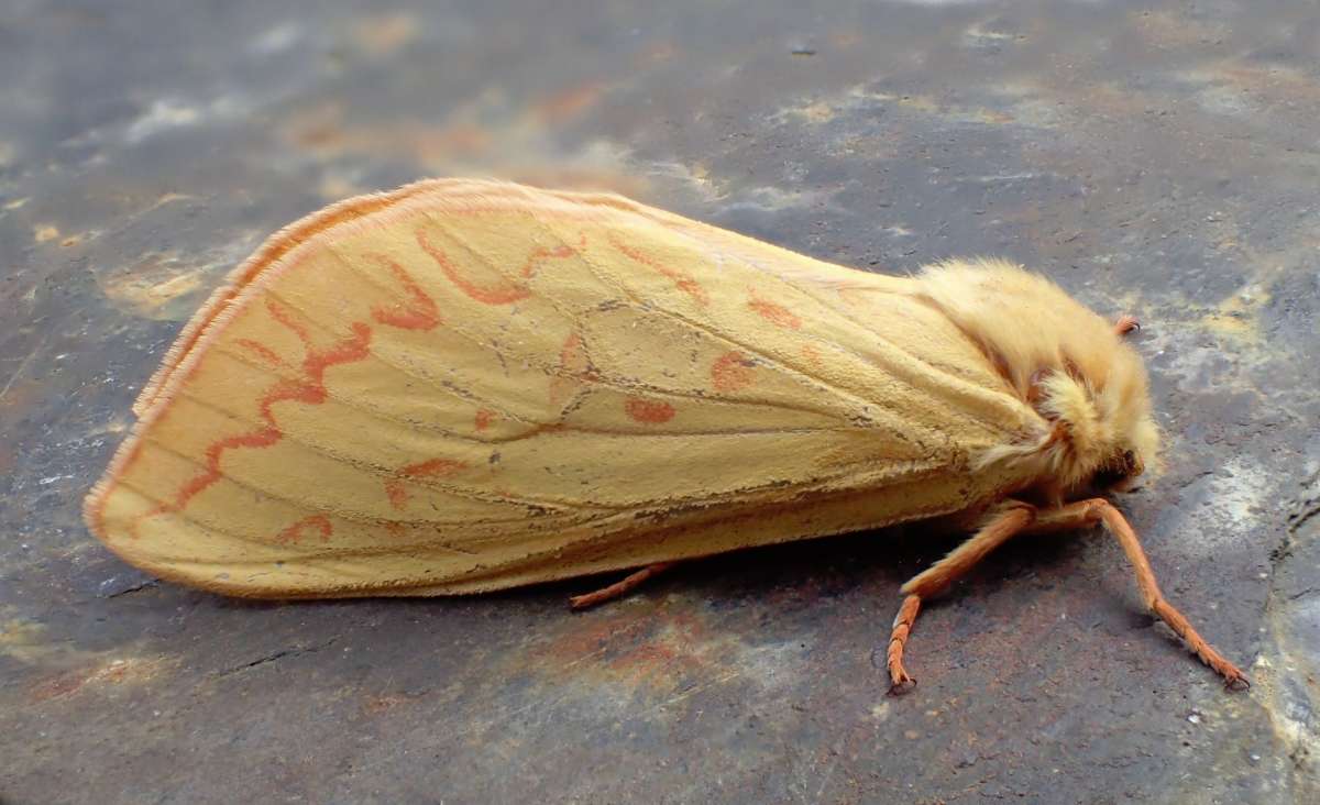 Ghost Moth (Hepialus humuli) photographed in Kent by Andrew Stanger 