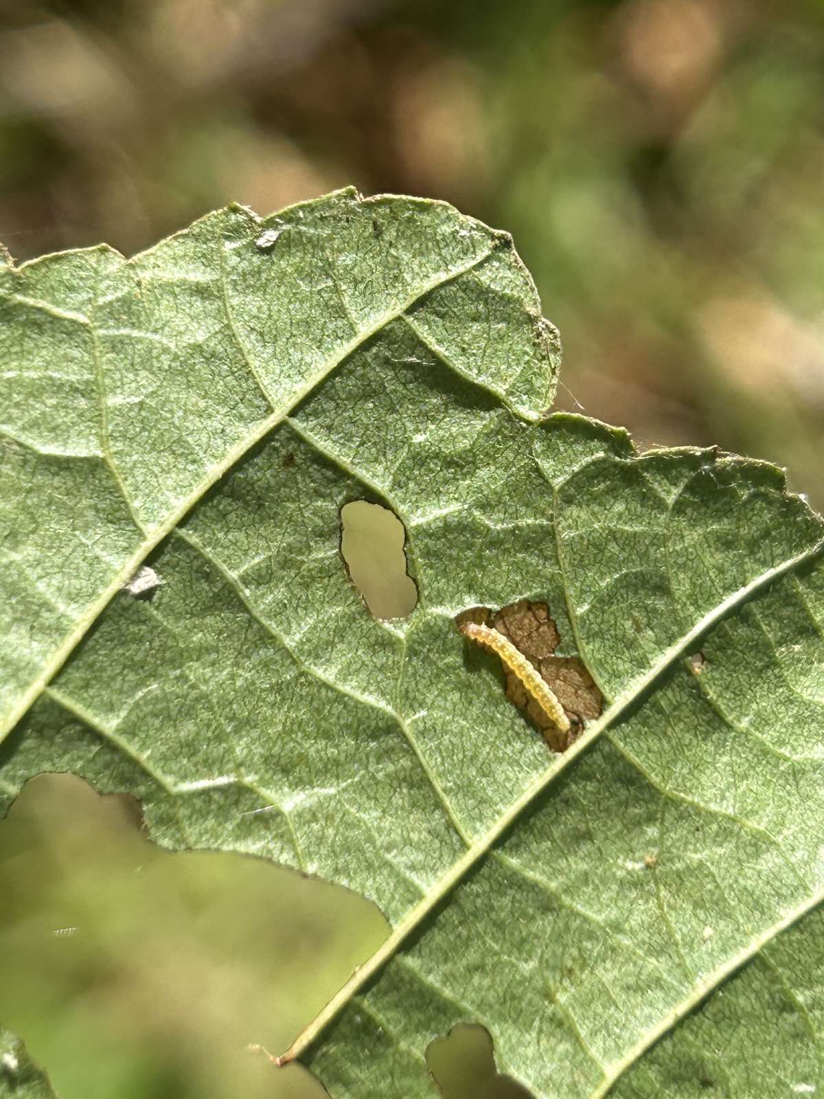 Alder Bent-wing (Bucculatrix cidarella) photographed at Sandwich Bay by Dave Shenton