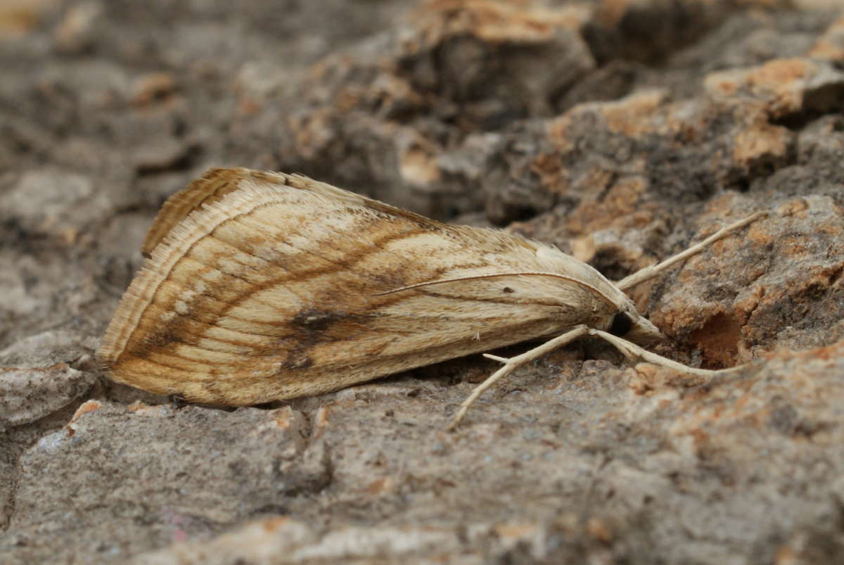 Garden Pebble (Evergestis forficalis) photographed at Aylesham  by Dave Shenton 