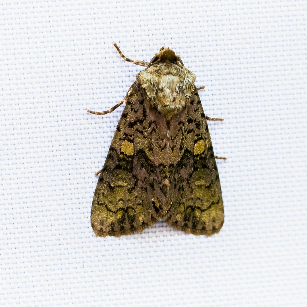 The Coronet (Craniophora ligustri) photographed in Kent by Paul Yetman 