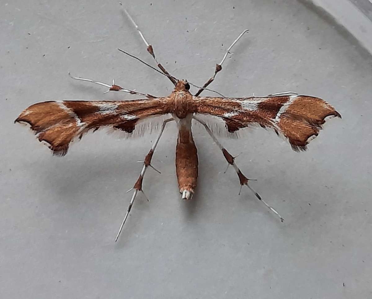 Rose Plume (Cnaemidophorus rhododactyla) photographed in Kent by Daphne Mills