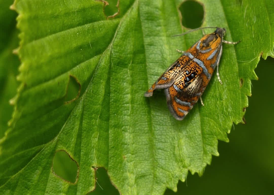 Arched Marble (Olethreutes arcuella) photographed in Kent by Allan Ward