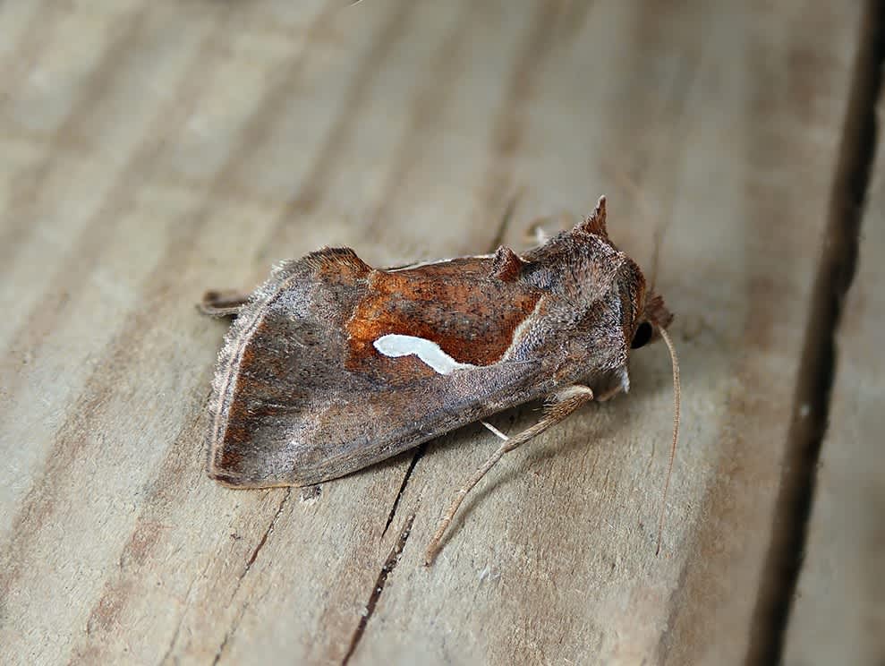 Dewick's Plusia (Macdunnoughia confusa) photographed in Kent by Darren Taylor 