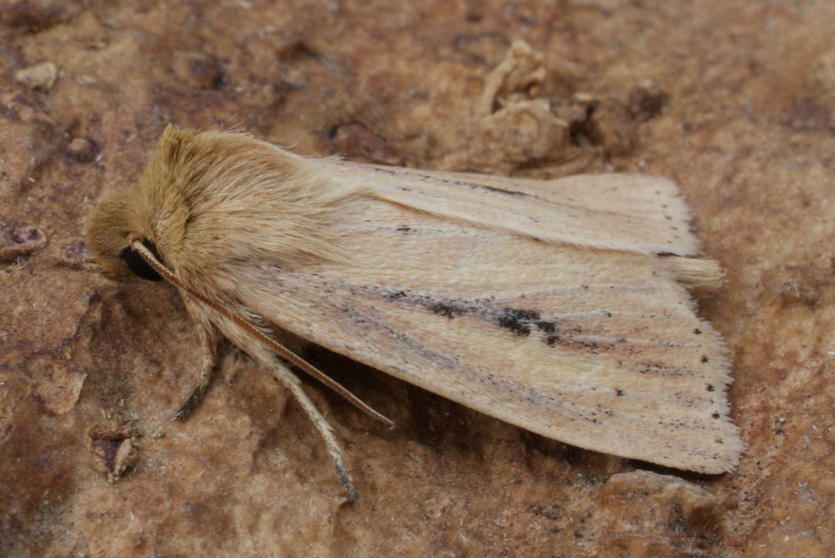 Webb's Wainscot (Globia sparganii) photographed at Aylesham  by Dave Shenton 