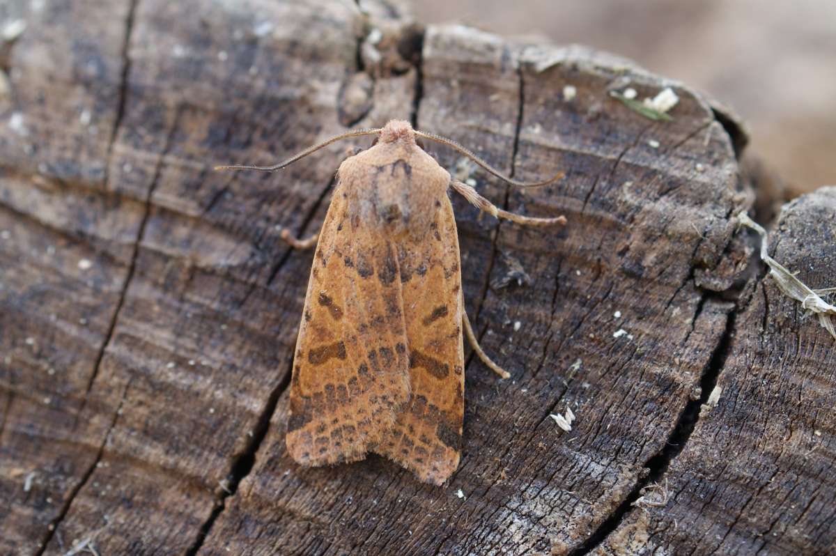 Beaded Chestnut (Agrochola lychnidis) photographed in Kent by Dave Shenton 