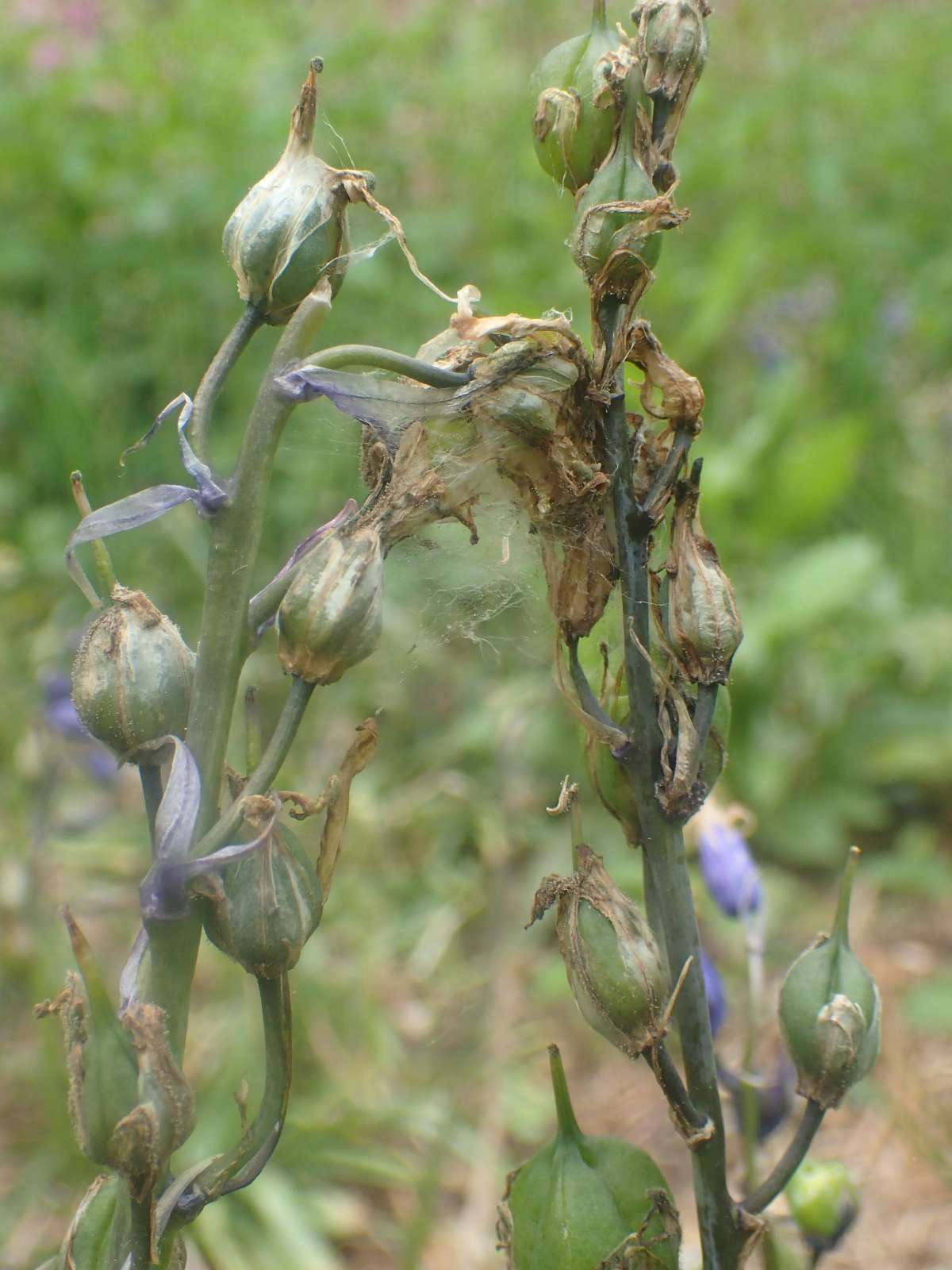 Bluebell Conch (Hysterophora maculosana) photographed in Kent by Dave Shenton 