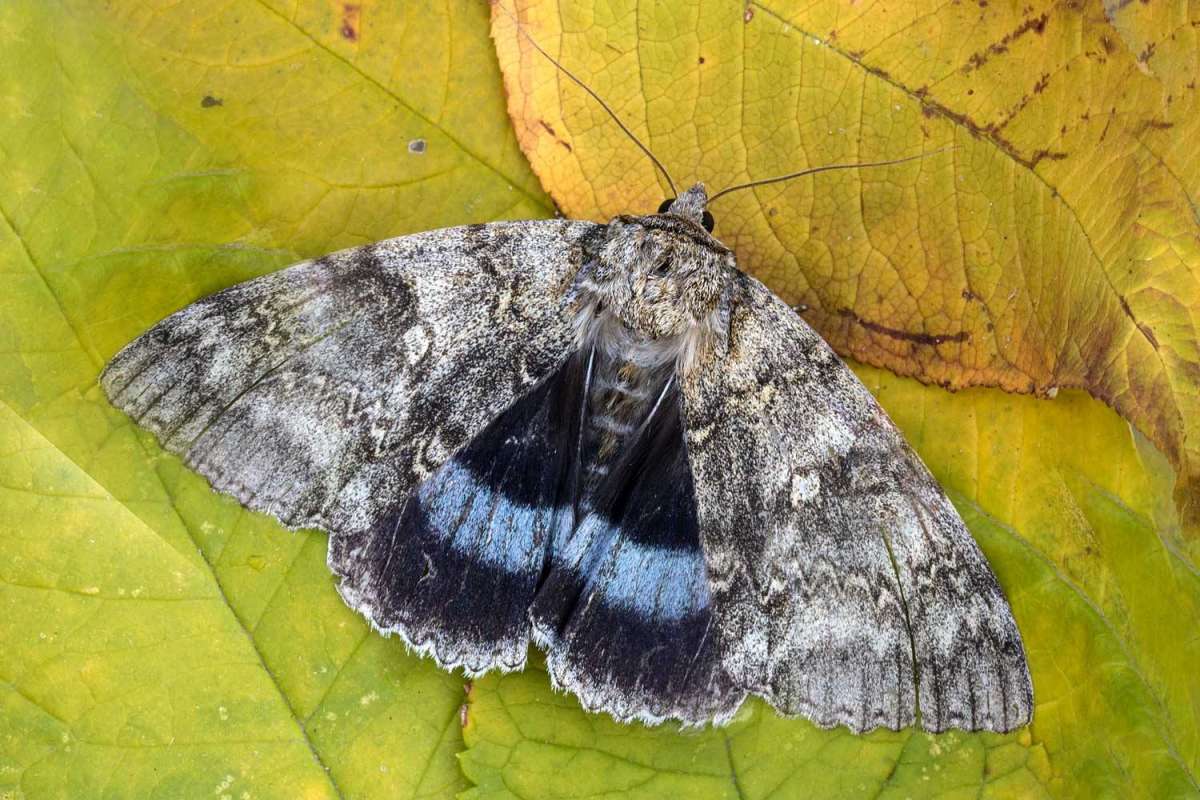 Clifden Nonpareil (Catocala fraxini) photographed at Boughton-under-Blean by Peter Maton 