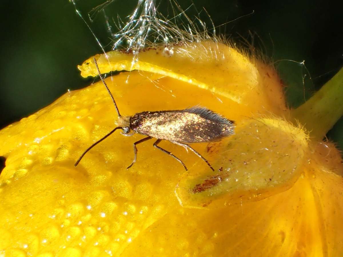 Plain Gold (Micropterix calthella) photographed at Denge Woods by Dave Shenton 