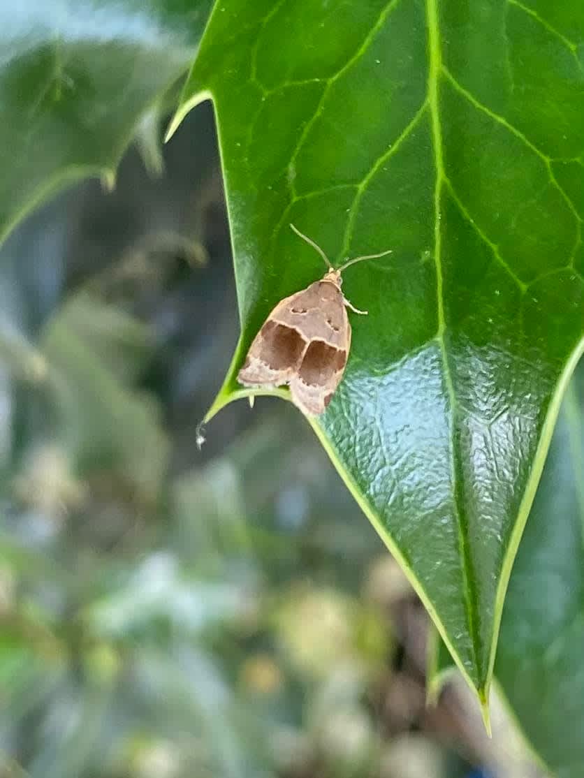  (Clepsis dumicolana) photographed at Honor Oak, SE London by David F Huerta 