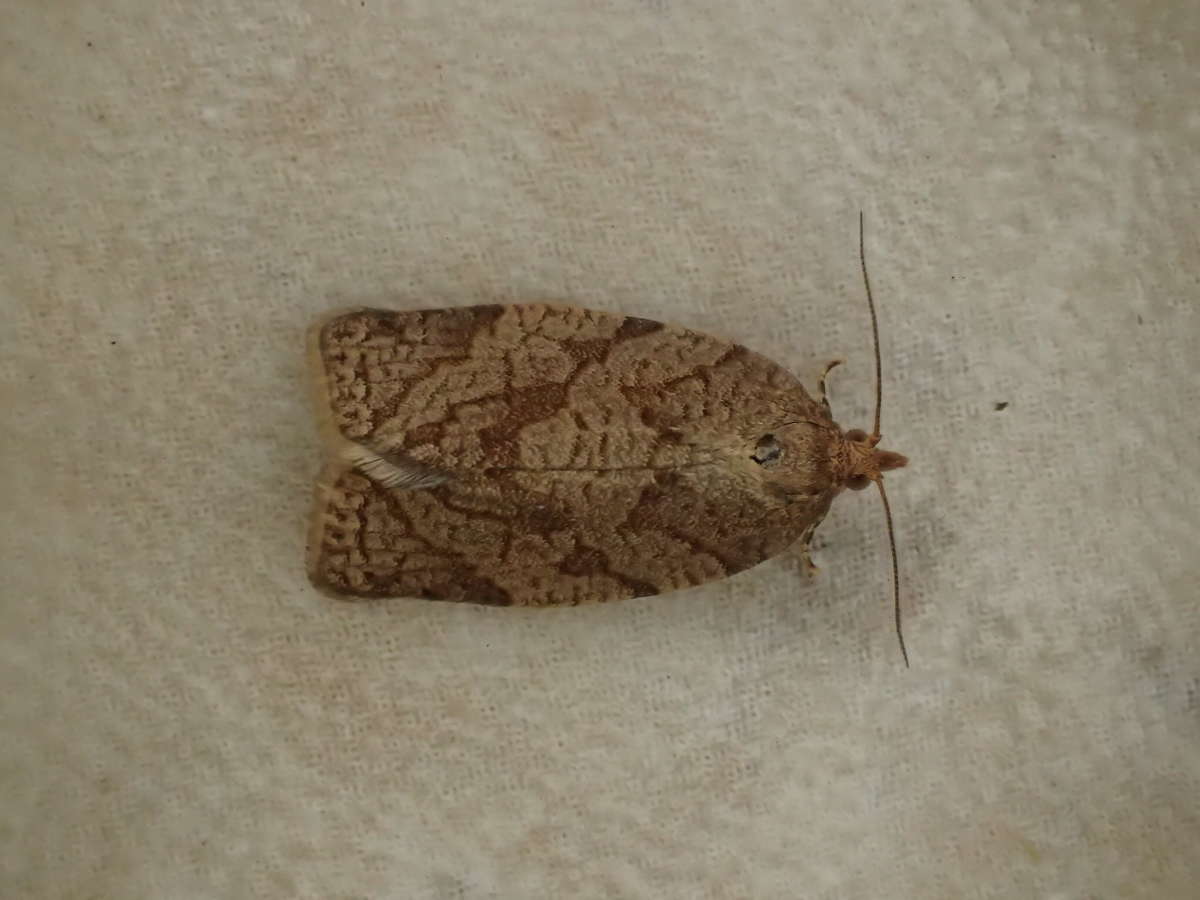 Summer Fruit Tortrix (Adoxophyes orana) photographed in Kent by Dave Shenton 