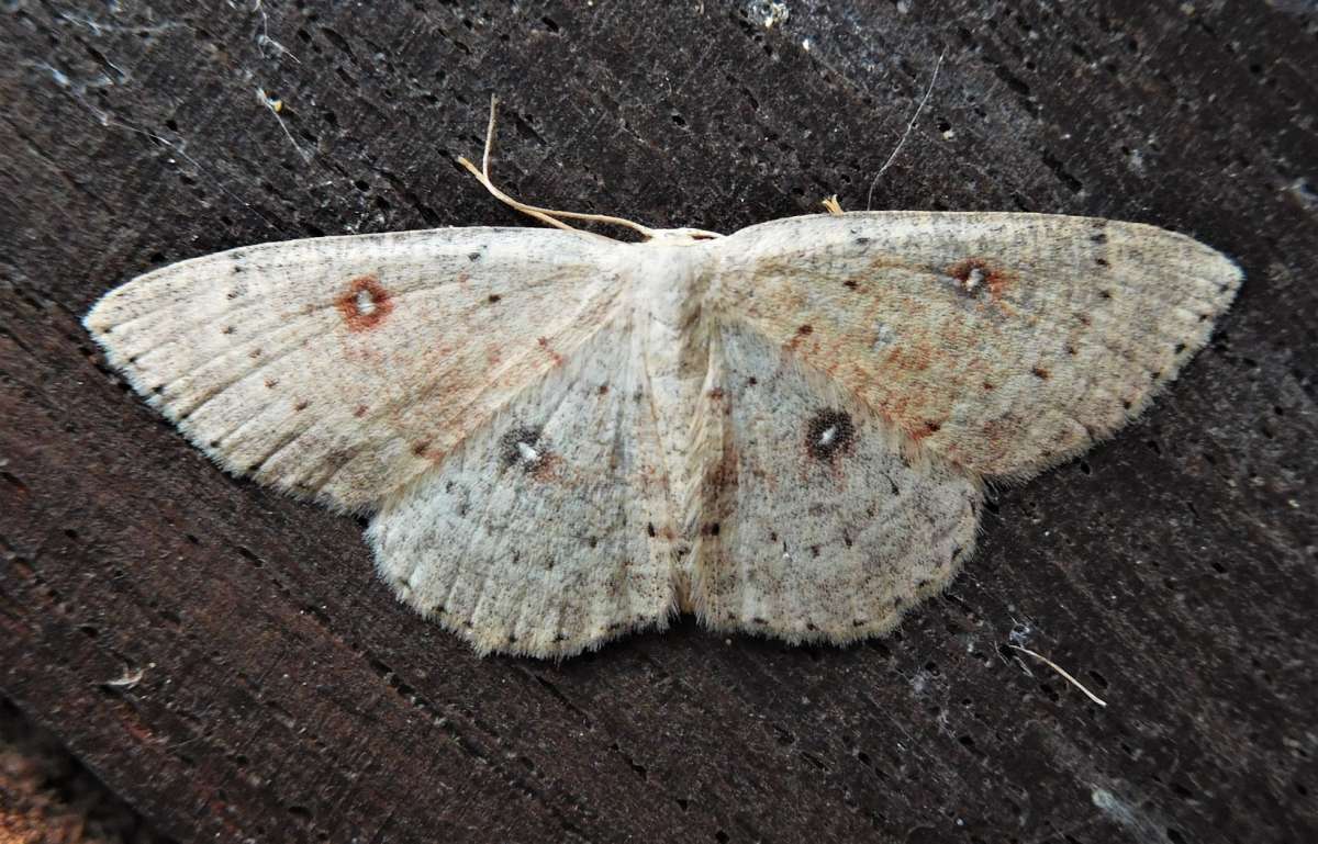 Birch Mocha (Cyclophora albipunctata) photographed in Kent by John Dale