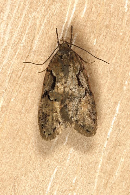 Dawn Flat-body (Semioscopis steinkellneriana) photographed in Kent by Steve Cutt