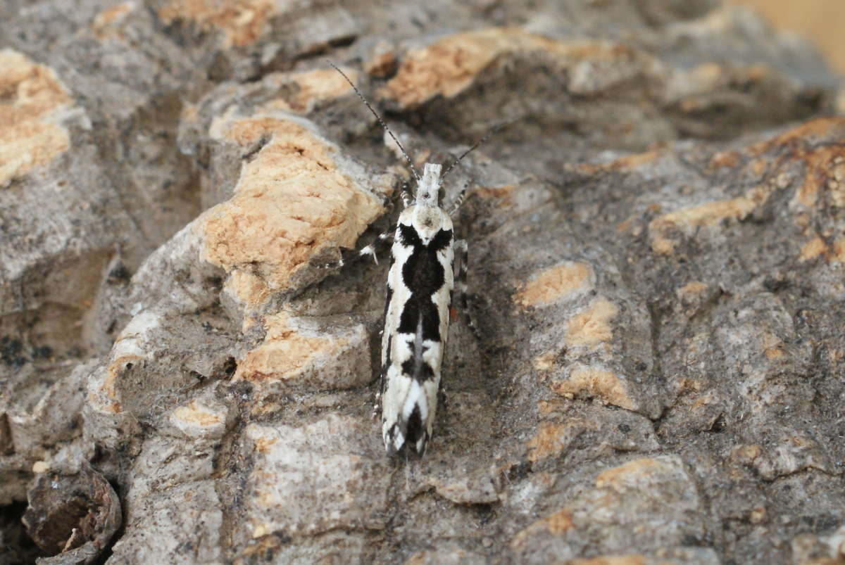 Pied Smudge (Ypsolopha sequella) photographed in Kent by Dave Shenton