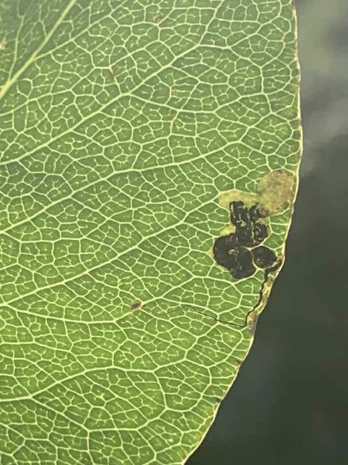 Pear-tree Pigmy (Stigmella pyri) photographed in Kent by Olly Bournat