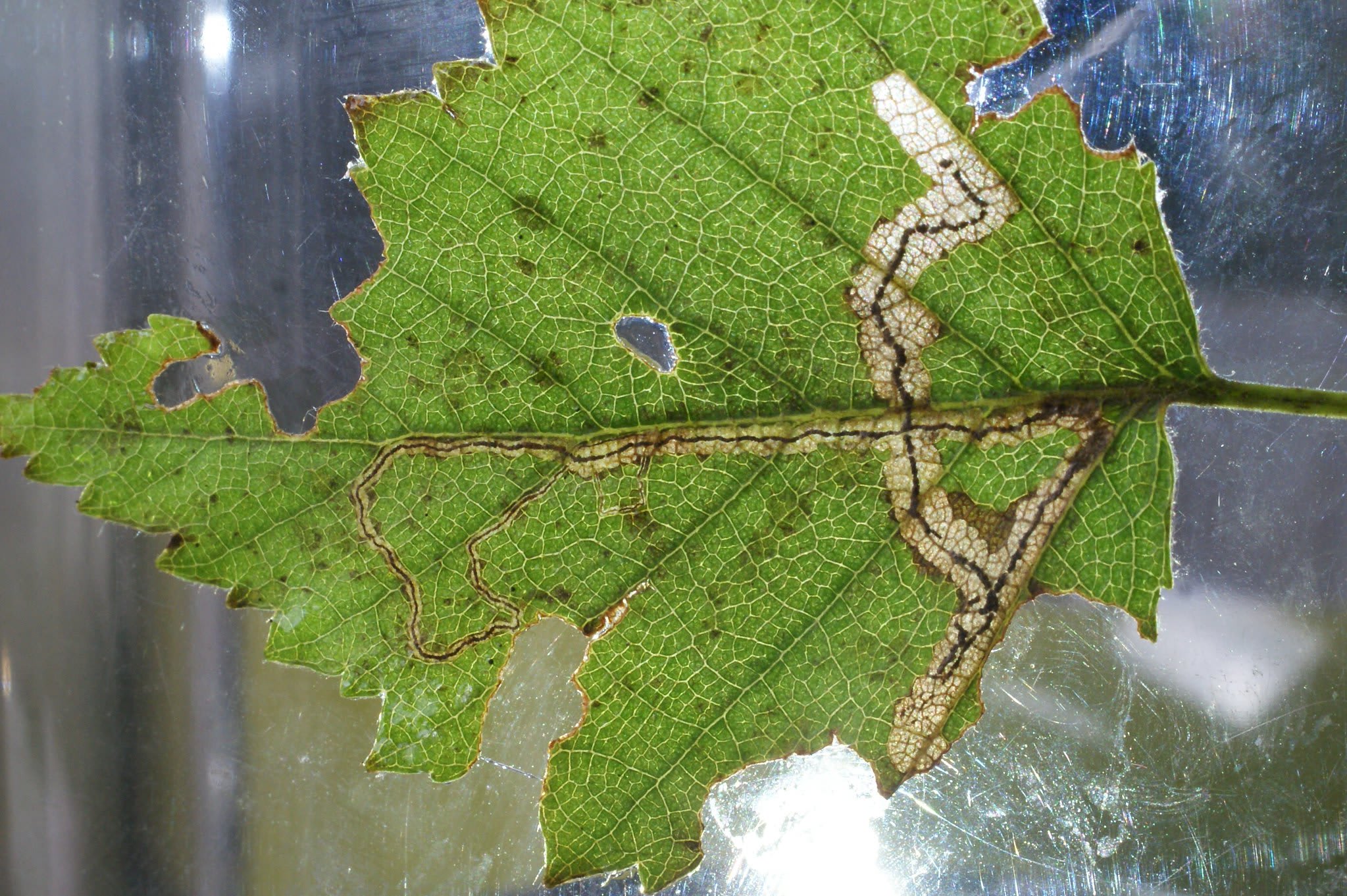 Pale Birch Pigmy (Stigmella confusella) photographed in Kent by Dave Shenton