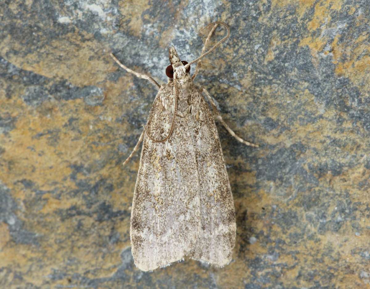 Large Grey (Scoparia subfusca) photographed in Kent by David Beadle 