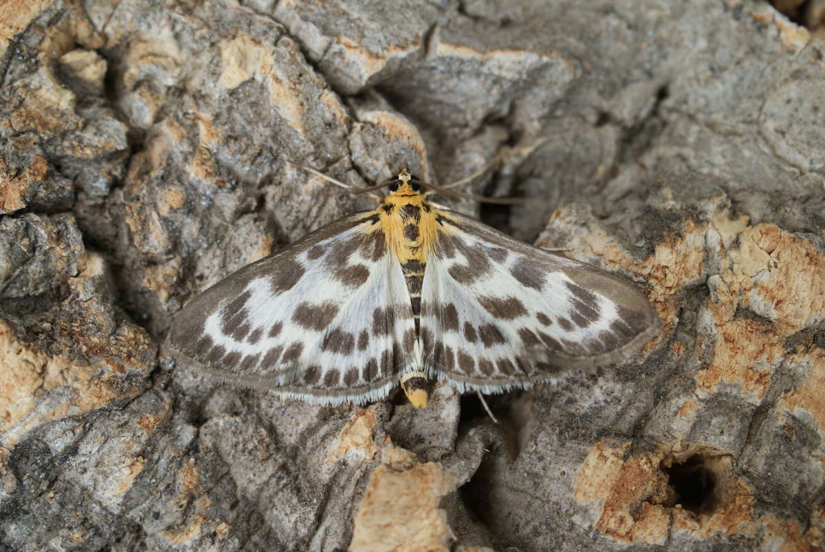 Small Magpie (Anania hortulata) photographed in Kent by Dave Shenton 