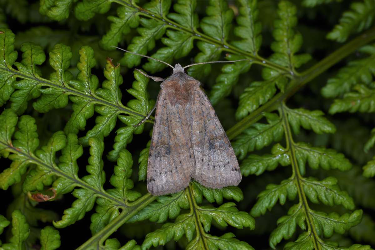 Dotted Clay (Xestia baja) photographed in Kent by Antony Wren