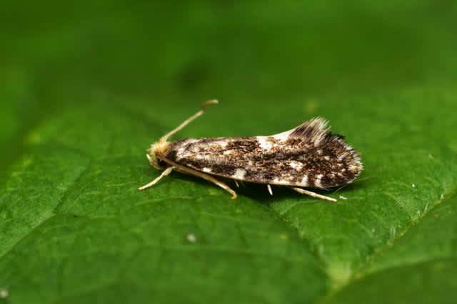 White-speckled Clothes Moth (Nemapogon koenigi) photographed in Kent by Anthony Wren 