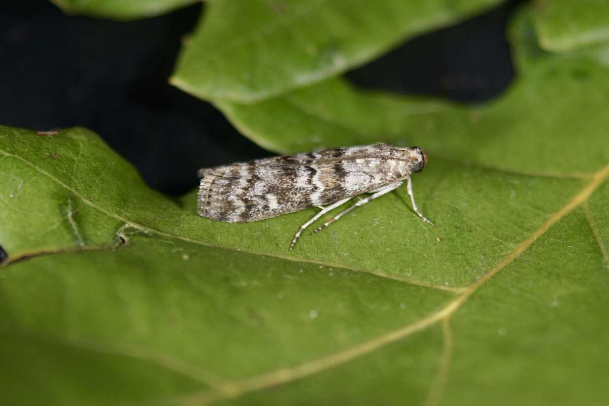 Dark Pine Knot-horn (Dioryctria abietella) photographed at Aylesham  by Dave Shenton 