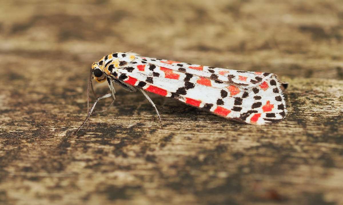 Crimson Speckled (Utetheisa pulchella) photographed in Kent by Simon Warry 