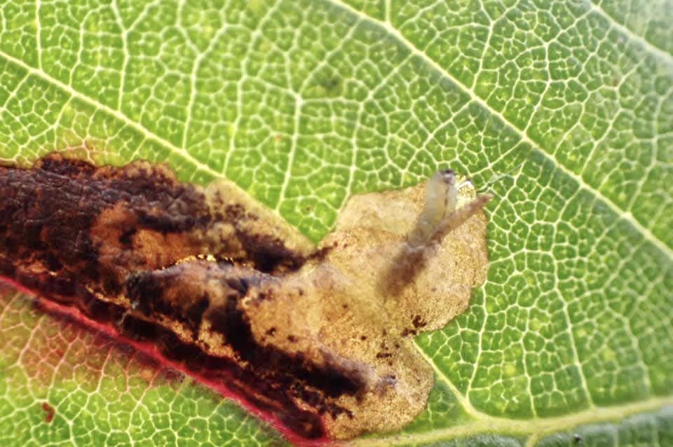 Coast Bramble Pigmy (Ectoedemia erythrogenella) photographed in Kent by Oliver Bournat