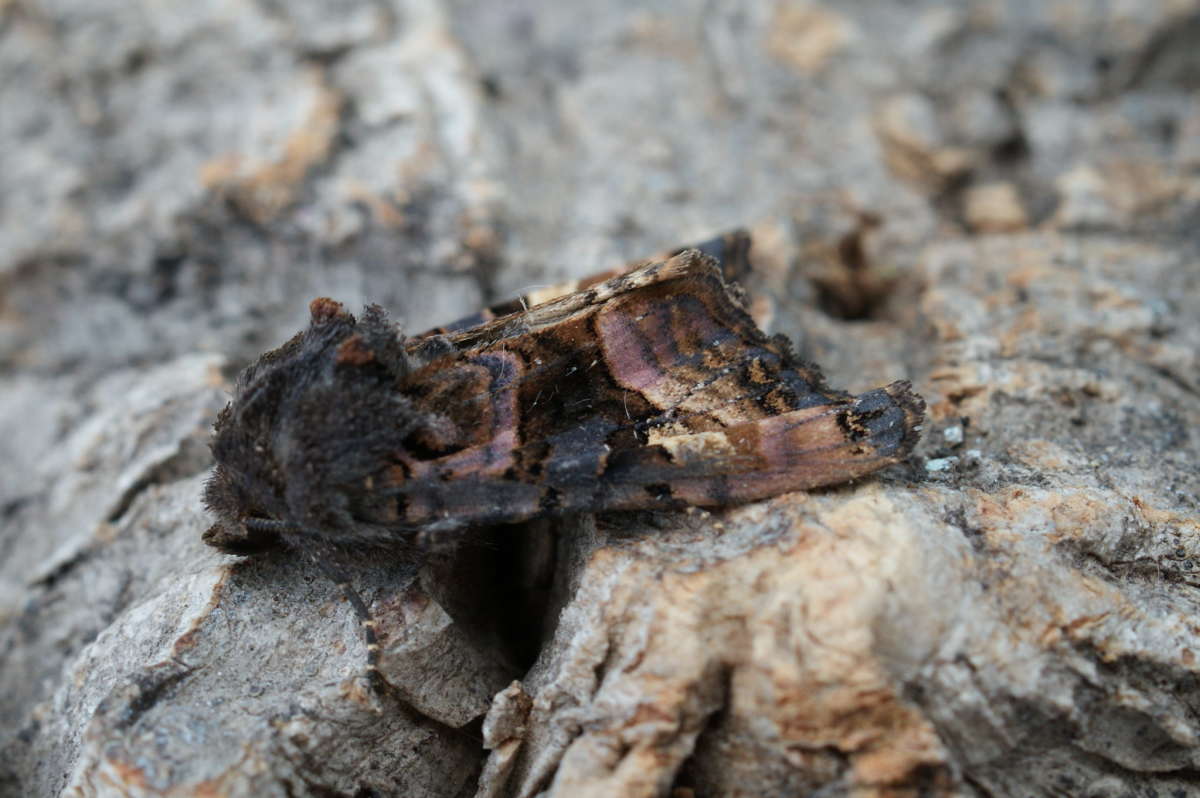 Small Angle Shades (Euplexia lucipara) photographed in Kent by Dave Shenton 