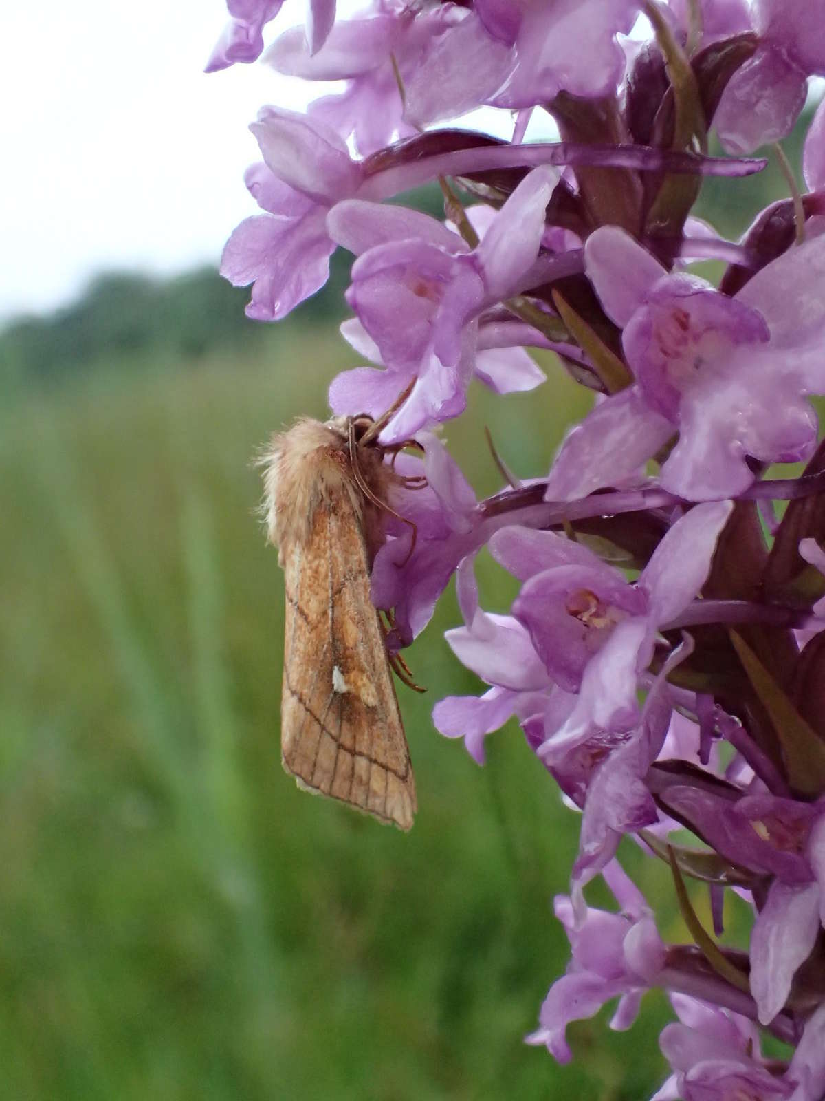 Brown-line Bright-eye (Mythimna conigera) photographed at Chippenham Fen by Dave Shenton 